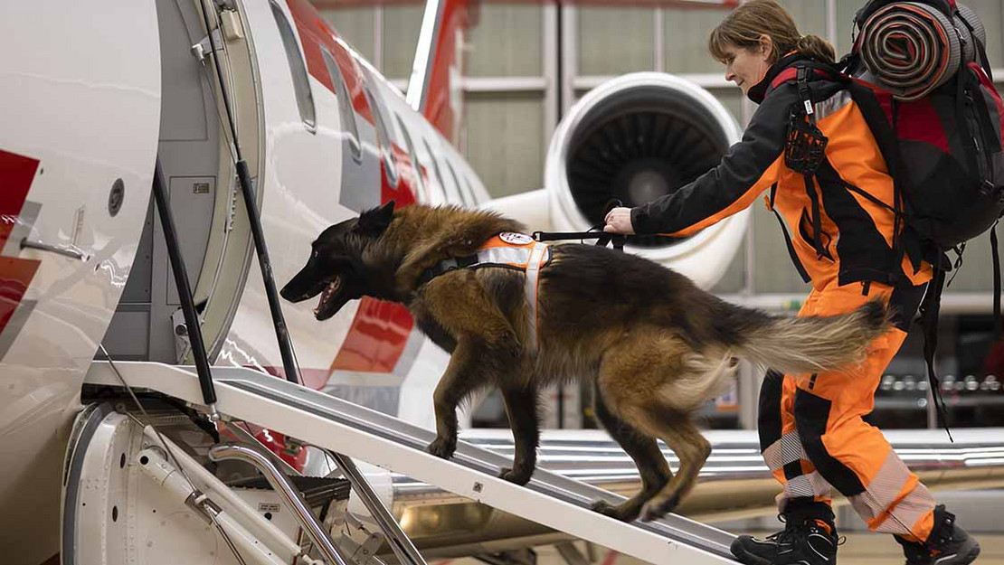 Rettungshund steigt in ein Flugzeug